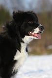 BORDER COLLIE 1128